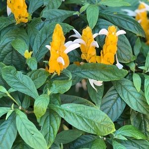 Meet your Posher, Pamela